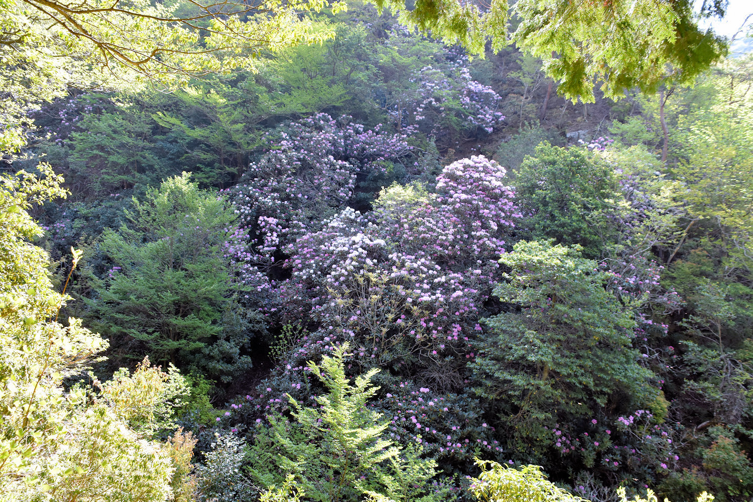 鎌掛谷ホンシャクナゲ群落見頃 Yuuさんの日本コバの活動データ Yamap ヤマップ