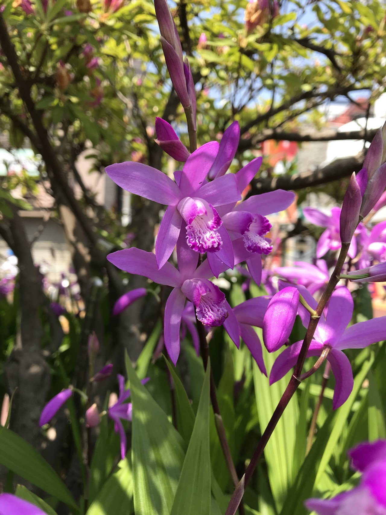 花探し二ヶ領用水沿いを散策 ずおずおむさんの東京都23区 西エリアの活動日記 Yamap ヤマップ