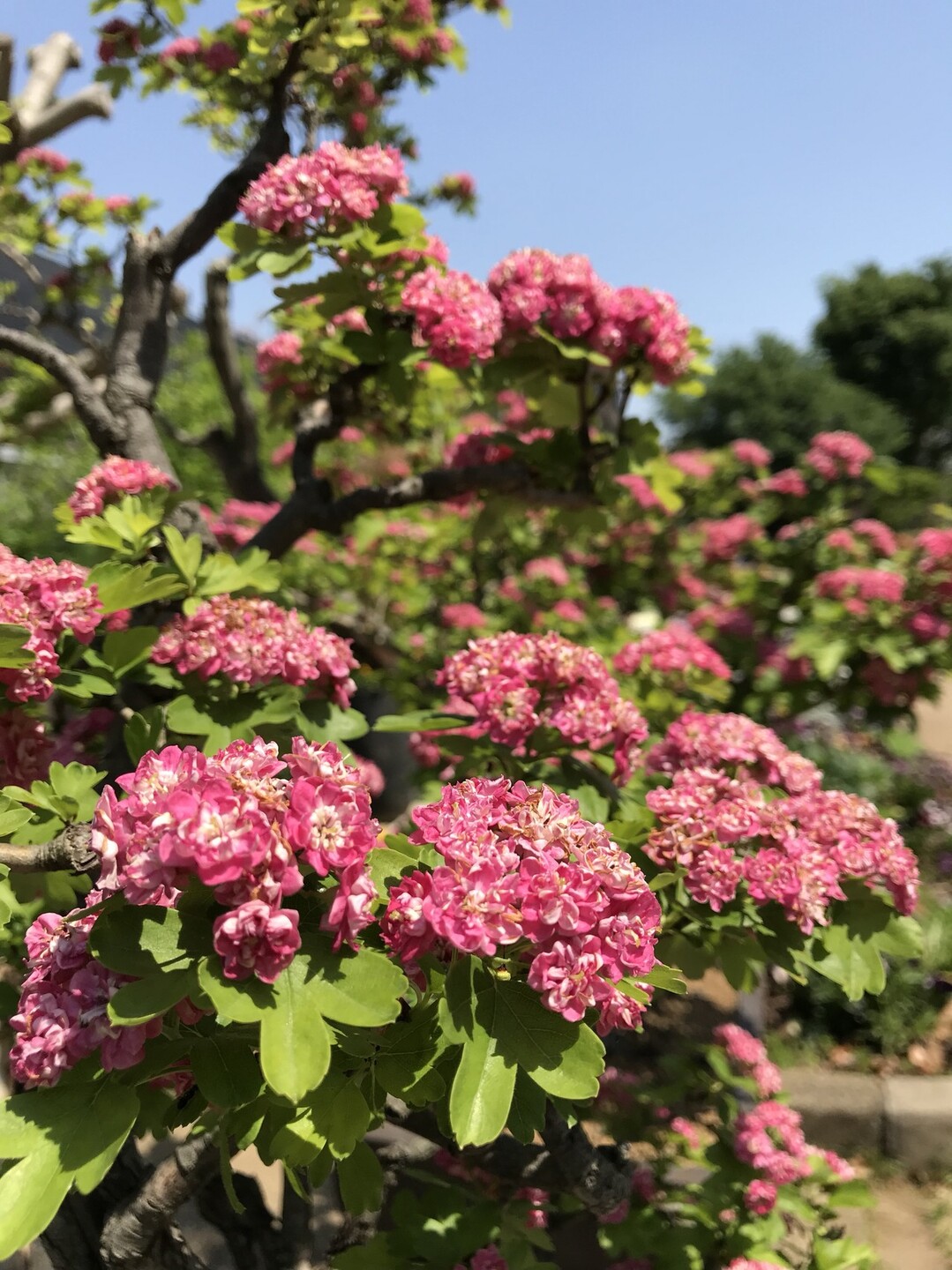 花探し二ヶ領用水沿いを散策 ずおずおむさんの東京都23区 西エリアの活動日記 Yamap ヤマップ
