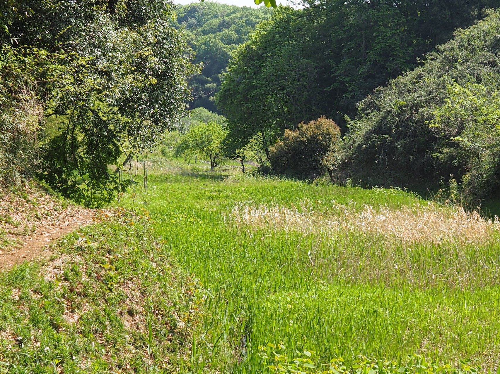 鶴見川源流へ よこやまの道から タケちゃんさんの多摩市の活動日記 Yamap ヤマップ