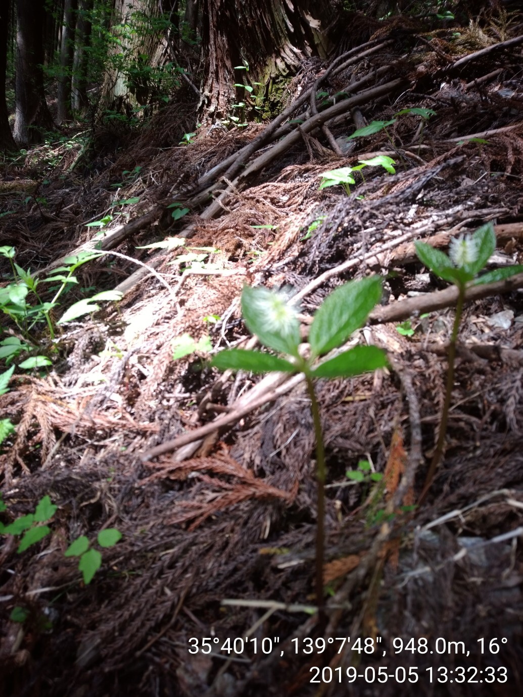 新緑と花の生藤山ハイク まさかねさんの生藤山の活動日記 Yamap ヤマップ