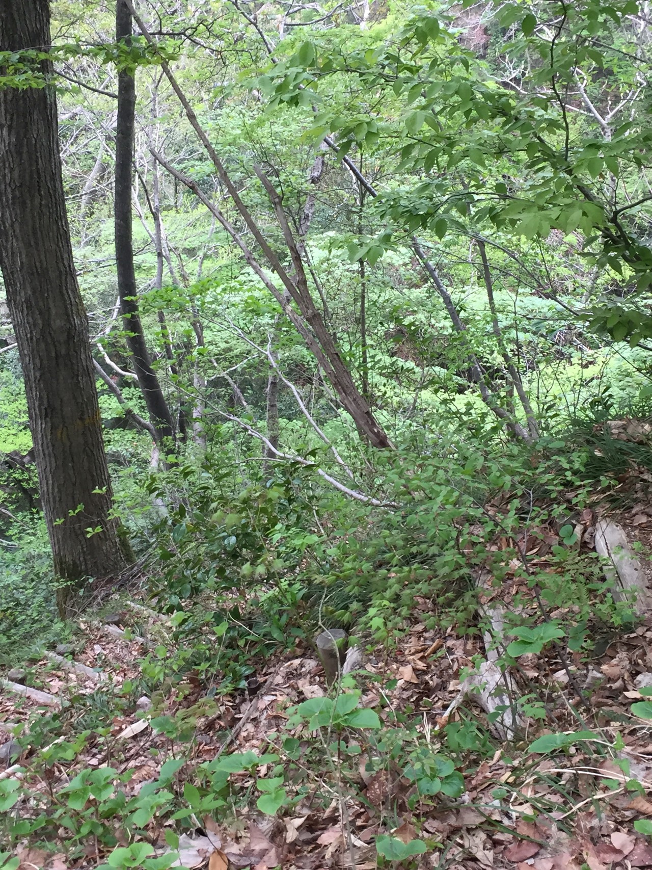 やっと来たよ 二ヶ月ぶりの五頭山 しったかぶりこさんの五頭山 菱ヶ岳 宝珠山の活動日記 Yamap ヤマップ