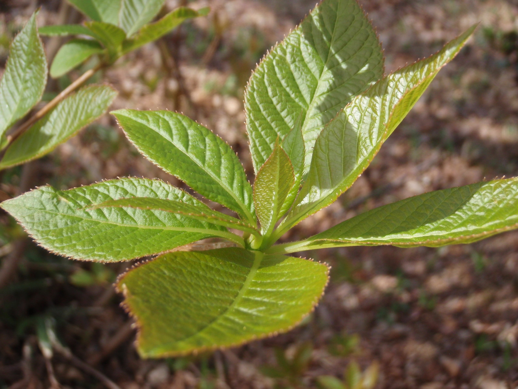 刈安山観察会 なぎぞうさんの水無山の活動日記 Yamap ヤマップ