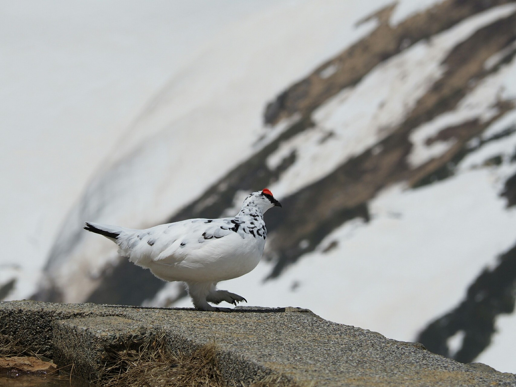 冬毛の雷鳥に逢いに室堂へ行ってきた タカタカさんの立山 雄山 浄土山の活動データ Yamap ヤマップ