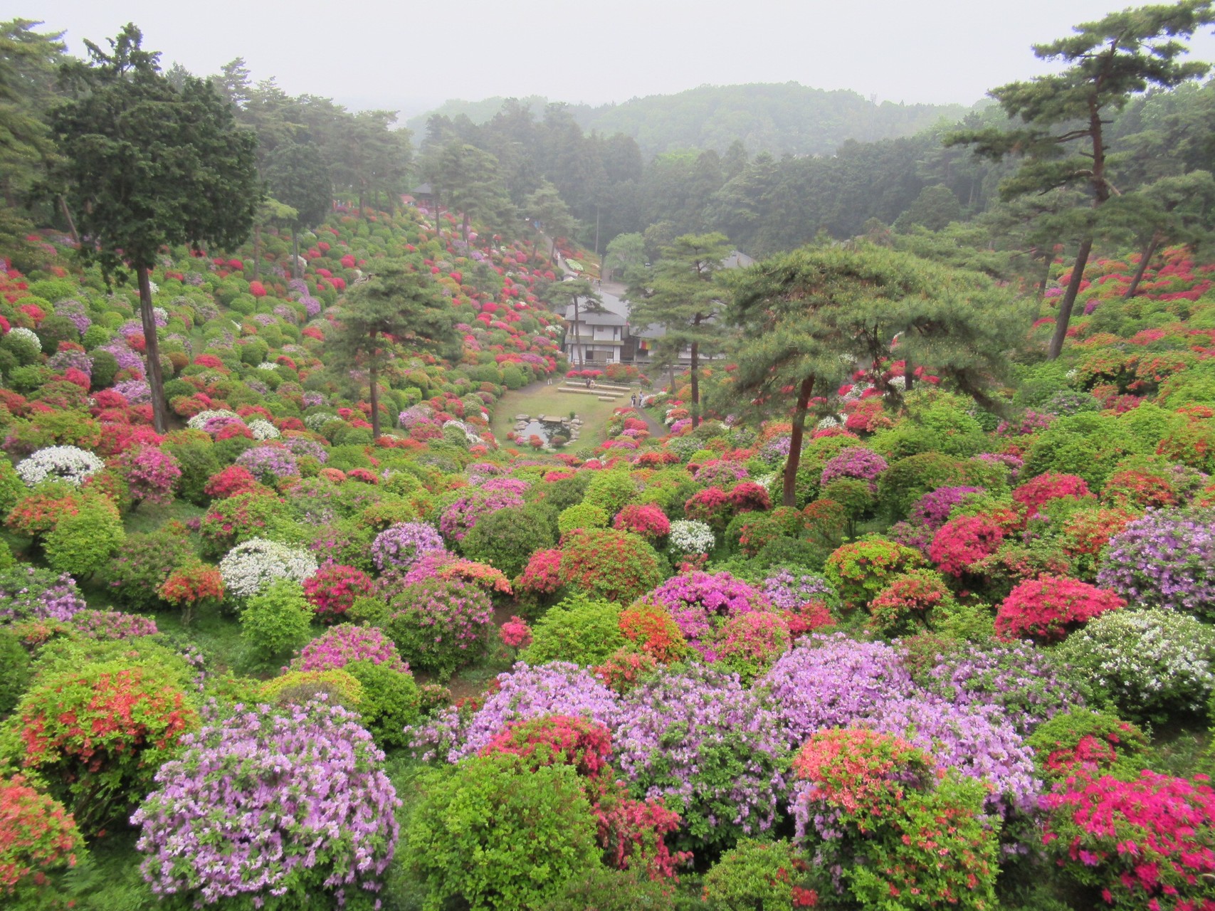 青梅丘陵ハイキングコースからの塩船観音寺のつつじ いがさんの大岳山 御岳山 御前山の活動データ Yamap ヤマップ