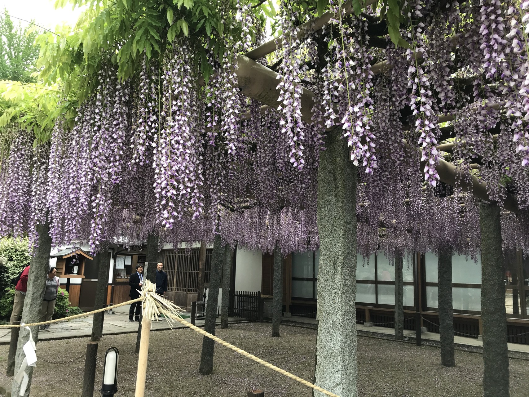 今日は武蔵寺の藤の花か観たくて 山のヒーローさんの天拝山 基山の活動日記 Yamap ヤマップ