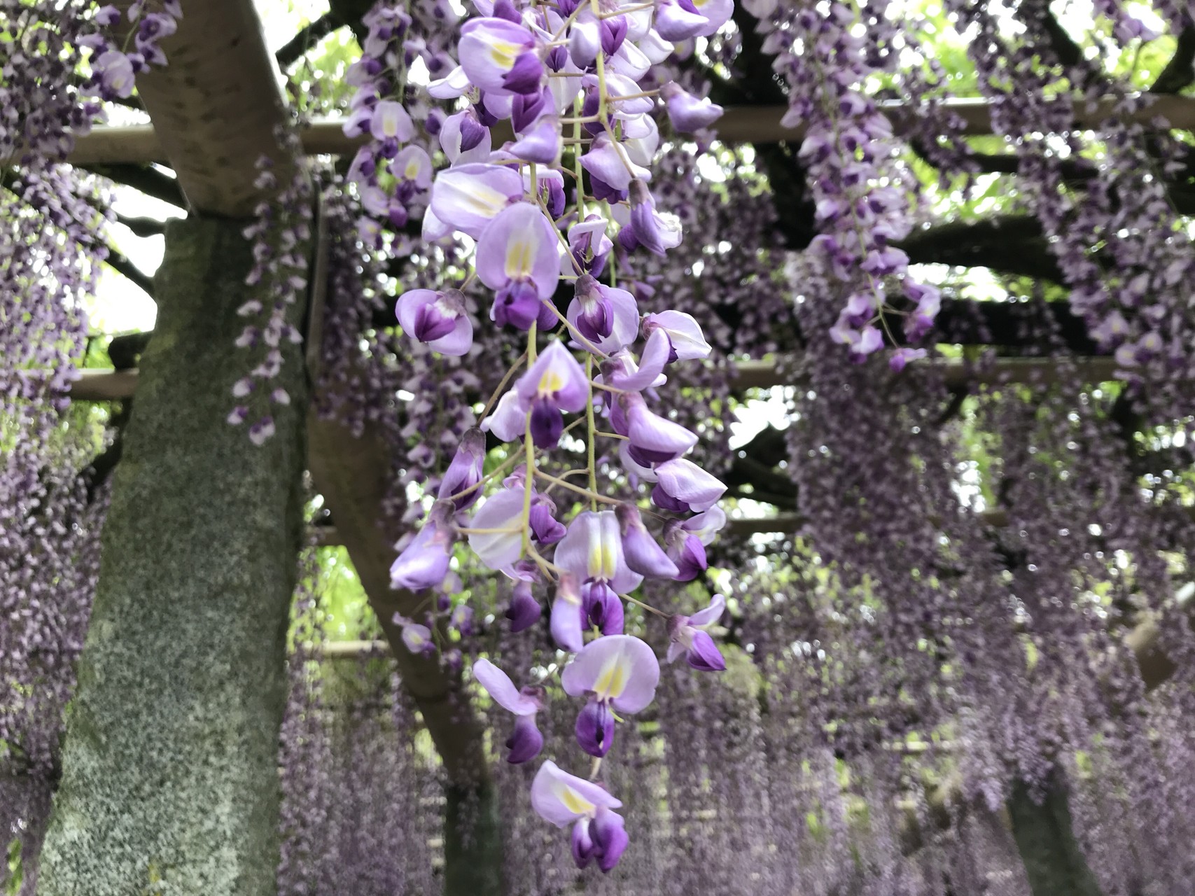 今日は武蔵寺の藤の花か観たくて 山のヒーローさんの天拝山 基山の活動日記 Yamap ヤマップ