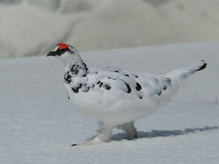 冬毛の雷鳥に逢いに室堂へ行ってきた タカタカさんの立山 雄山 浄土山の活動データ Yamap ヤマップ