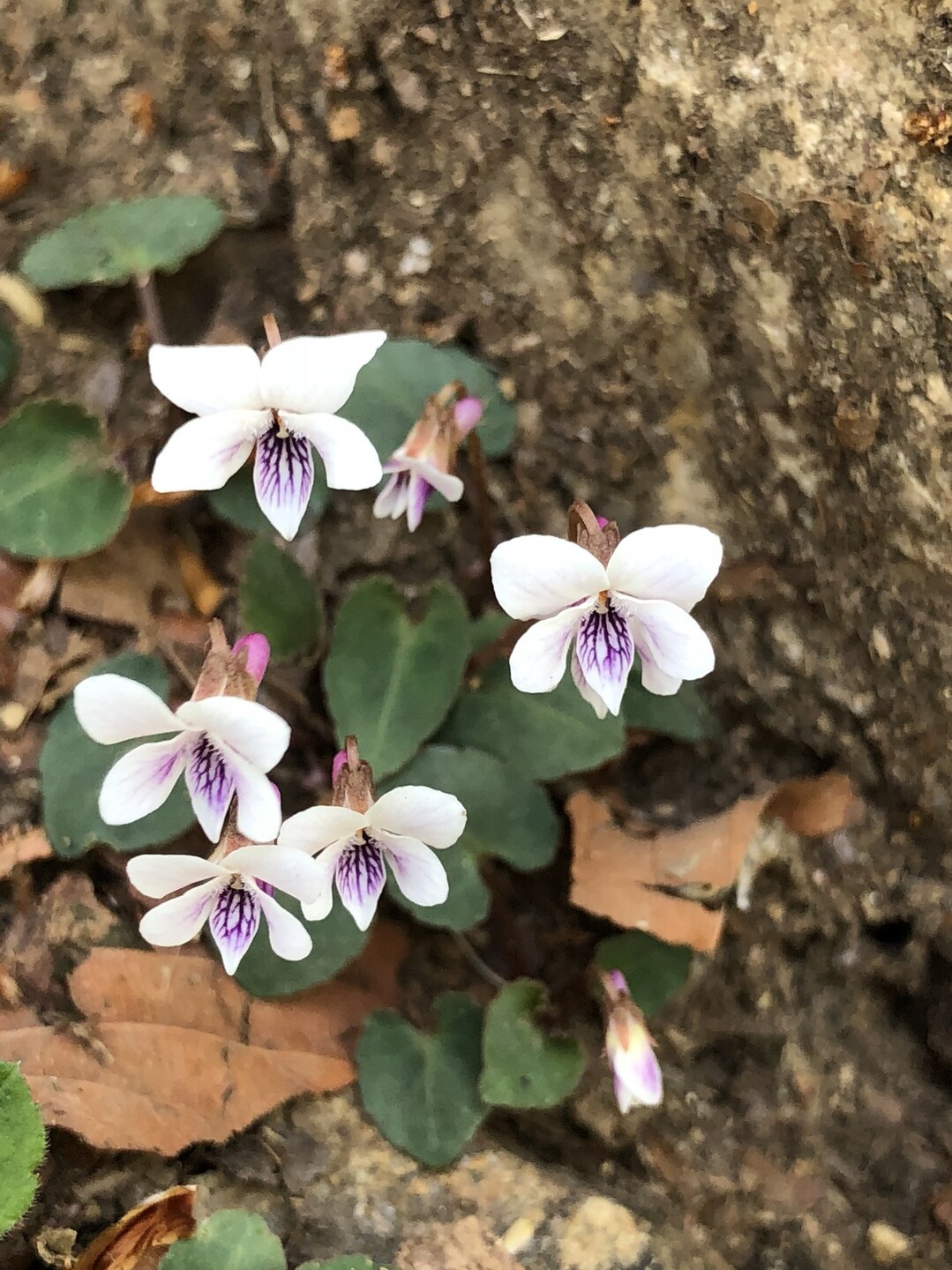 マメちゃんに見せたかったイワウチワの巻 Yuko さんの大岳山 御岳山 御前山の活動日記 Yamap ヤマップ