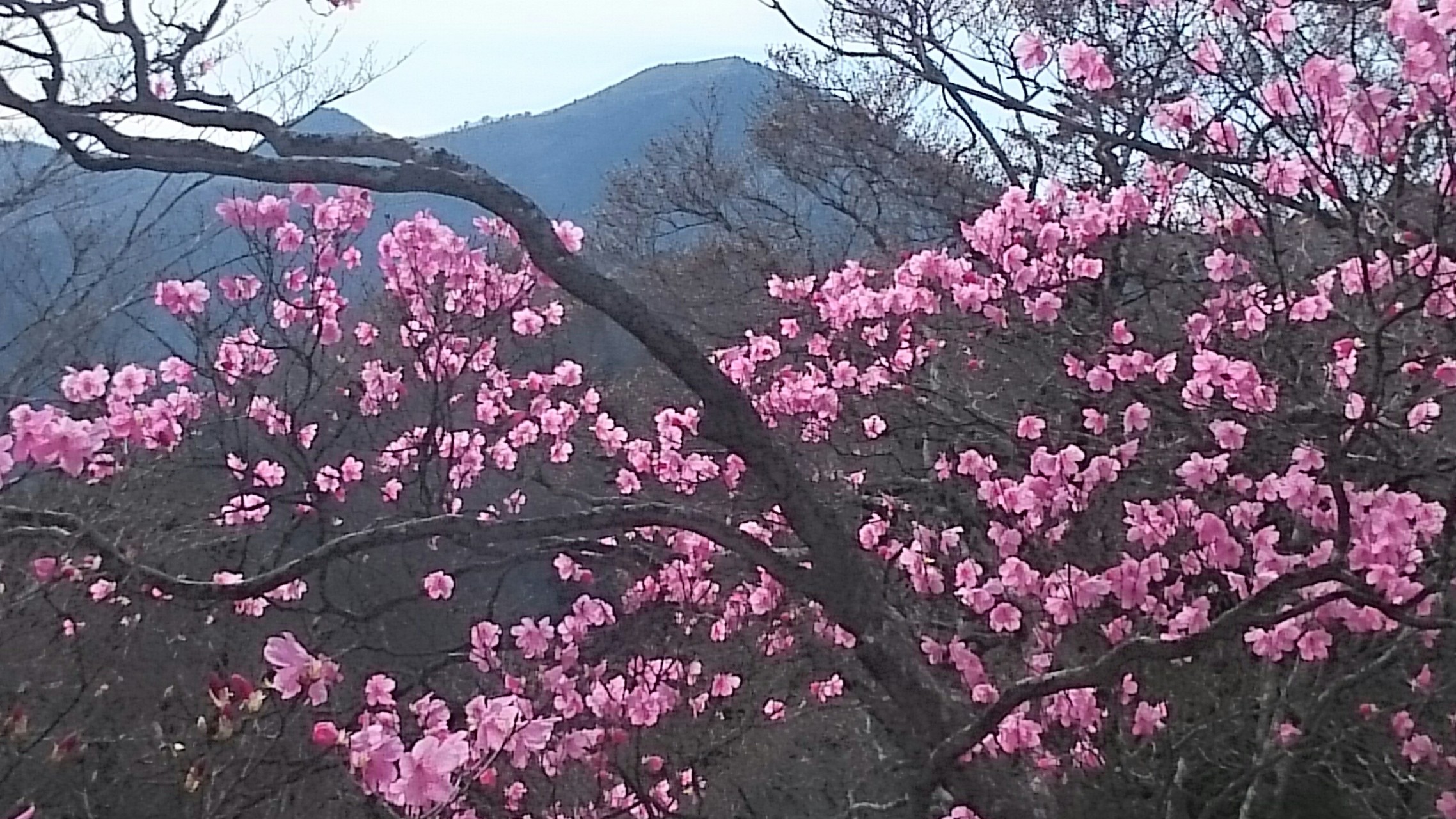 今日は午後からハイキング アカヤシオの花が咲くミツモチ山 やまやさんの高原山 釈迦ヶ岳 鶏頂山の活動データ Yamap ヤマップ
