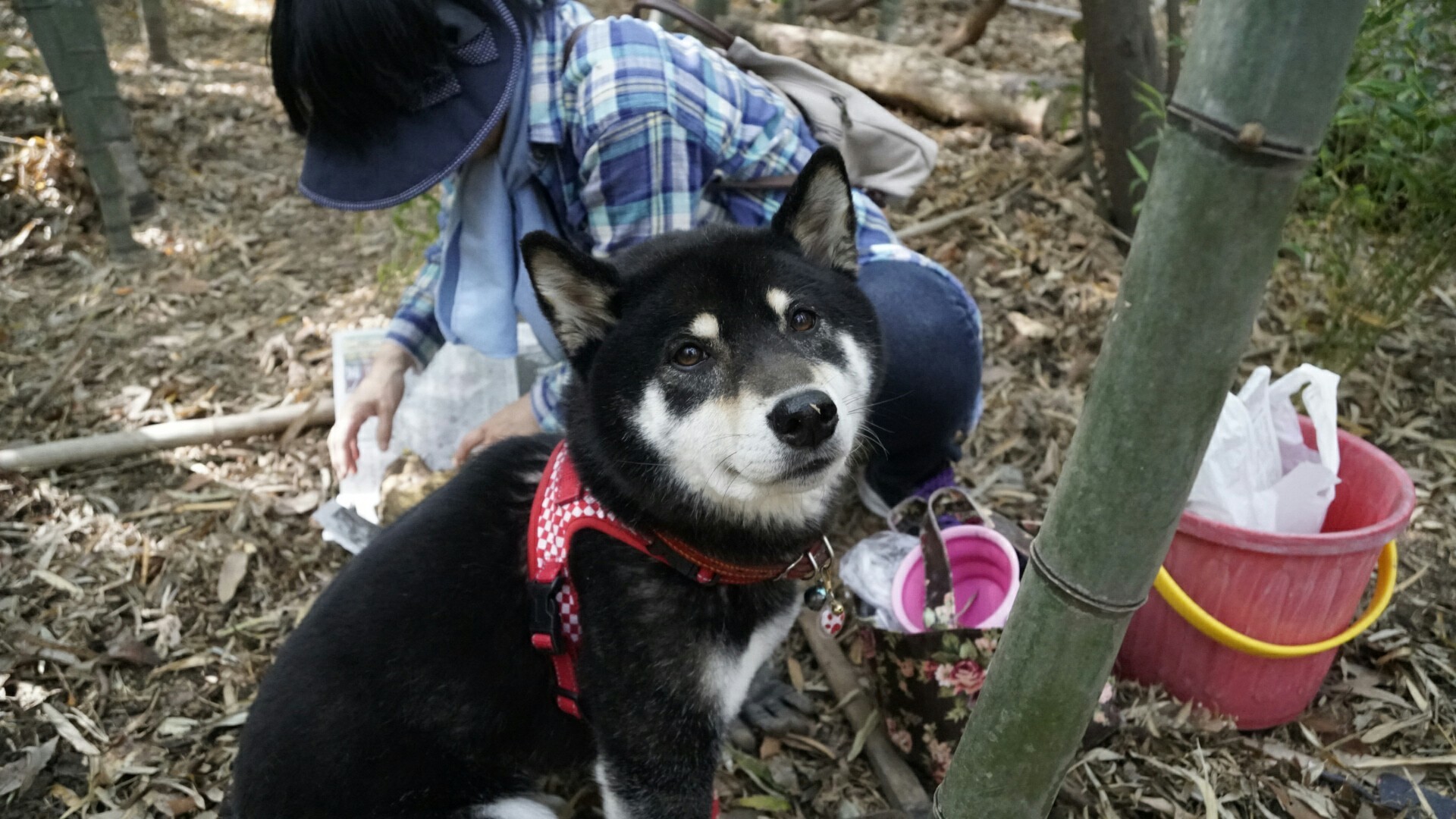 犬と一緒に 県営大高緑地公演 タケノコ掘り たまじーさんの東海道五十三次 池鯉鮒宿 鳴海宿 宮宿 の活動データ Yamap ヤマップ
