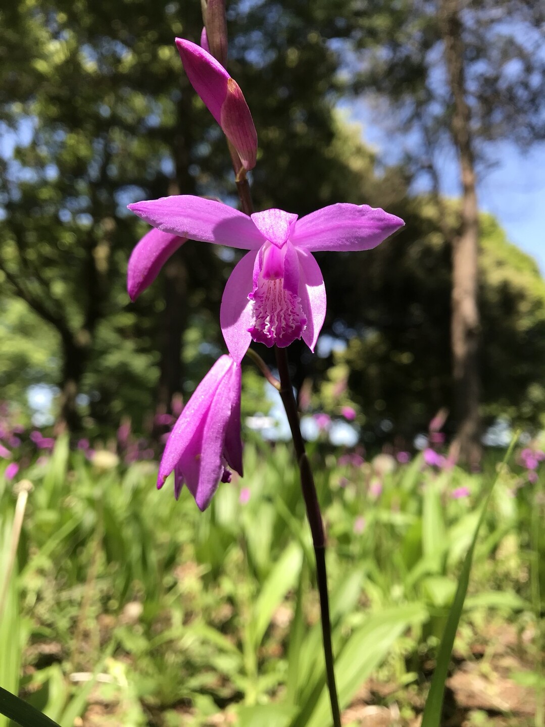 スズランの花咲く昭和記念公園 国分寺市の写真5枚目 シラン 花期4 5月 茎先に紅紫色の花を Yamap ヤマップ