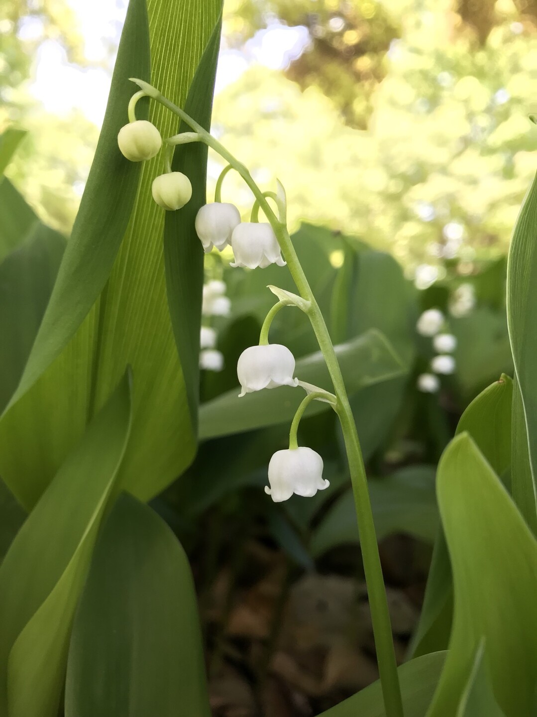 スズランの花咲く昭和記念公園 ずおずおむさんの国分寺市の活動日記 Yamap ヤマップ