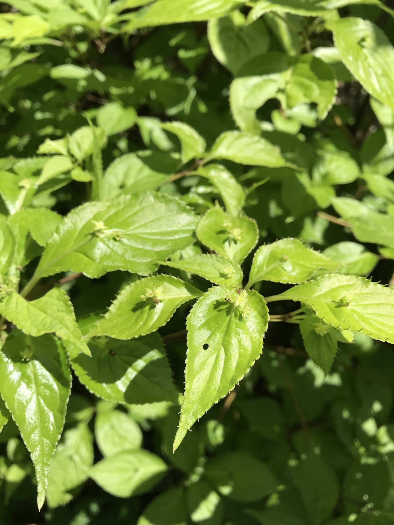 スズランの花咲く昭和記念公園 ずおずおむさんの国分寺市の活動日記 Yamap ヤマップ