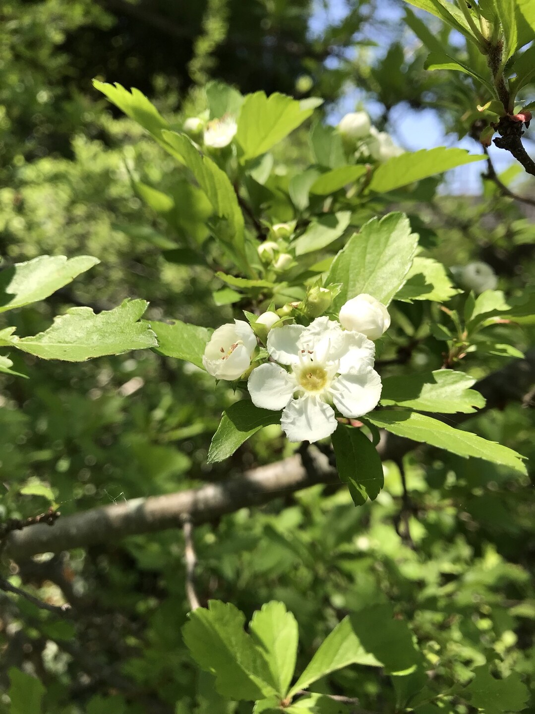 スズランの花咲く昭和記念公園 ずおずおむさんの国分寺市の活動日記 Yamap ヤマップ