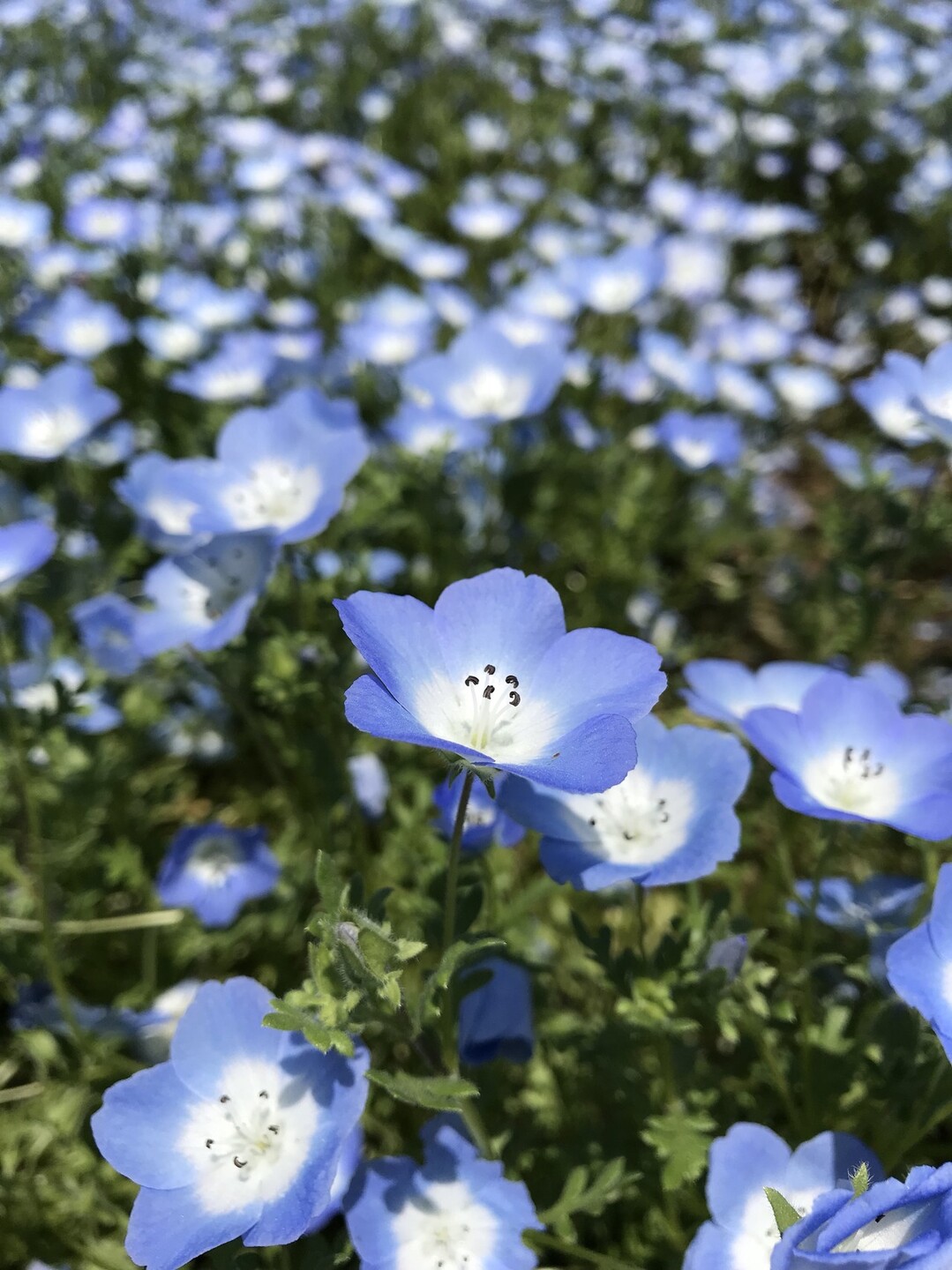 スズランの花咲く昭和記念公園 ずおずおむさんの国分寺市の活動日記 Yamap ヤマップ