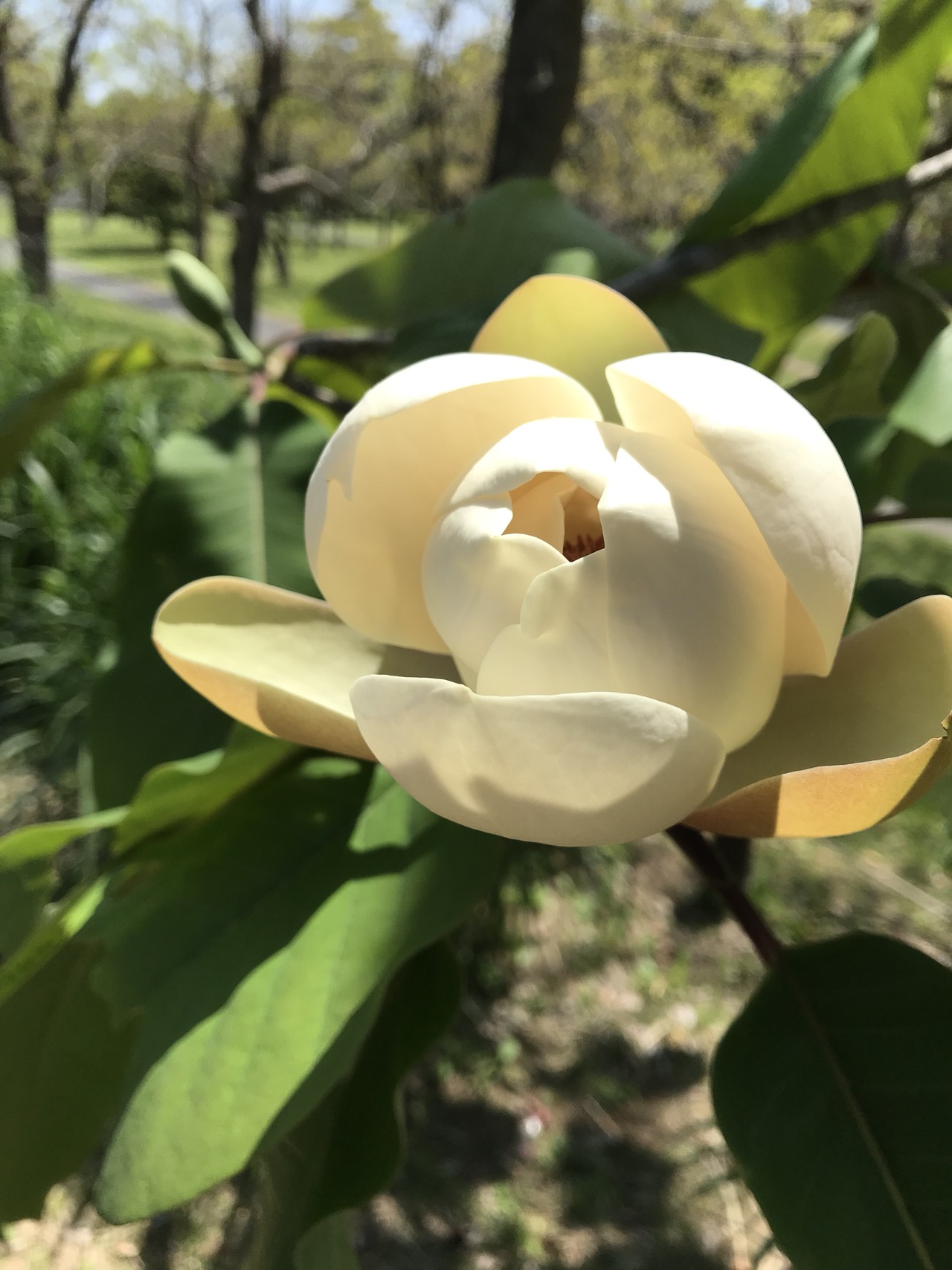スズランの花咲く昭和記念公園 ずおずおむさんの北多摩の活動日記 Yamap ヤマップ