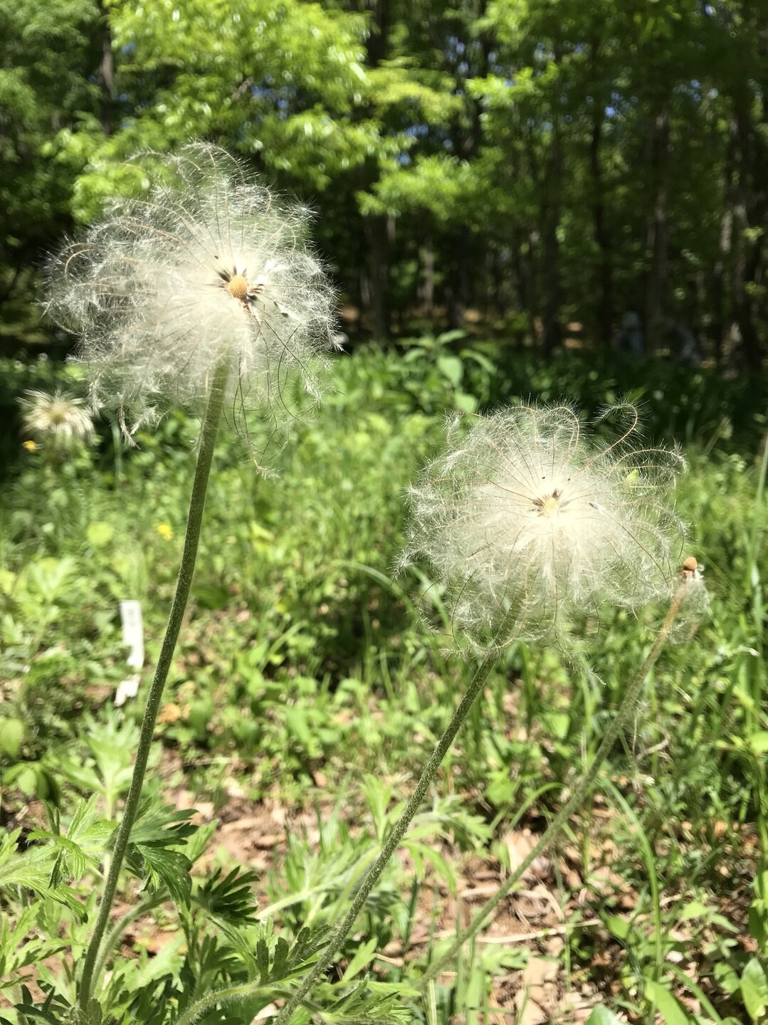 スズランの花咲く昭和記念公園 ずおずおむさんの国分寺市の活動日記 Yamap ヤマップ
