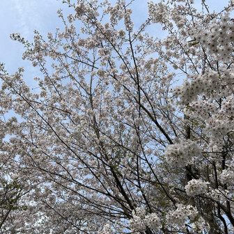 千葉山・白岩寺山 ウグイスも大合唱でした。