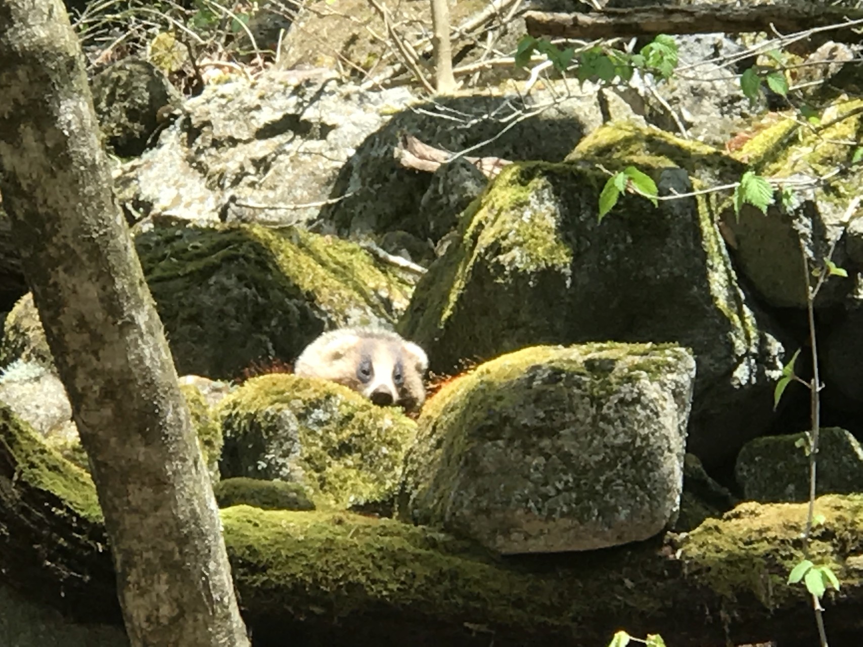 日本アナグマに遭遇 奥様初めてのテント泊in法華院温泉キャンプ場 Zプロさんの九重山 久住山 大船山 星生山の活動データ Yamap ヤマップ