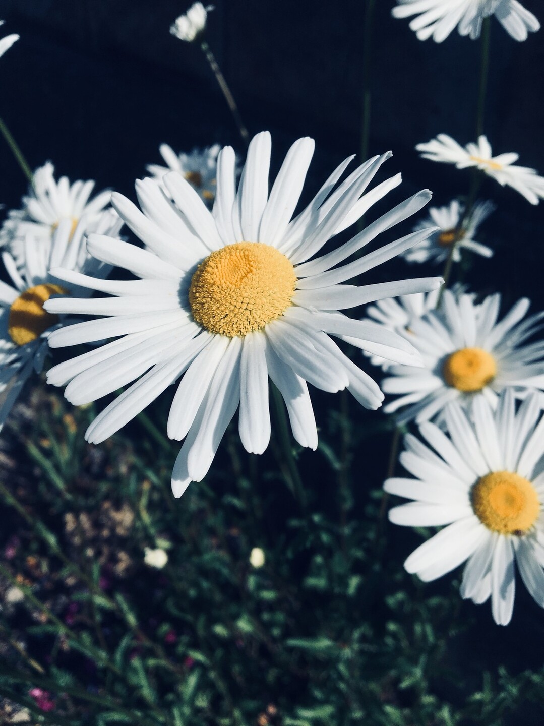 伊吹山 オフィーリアの花輪 を探索 ちうさんの伊吹山 伊吹高原 御座峰の活動データ Yamap ヤマップ