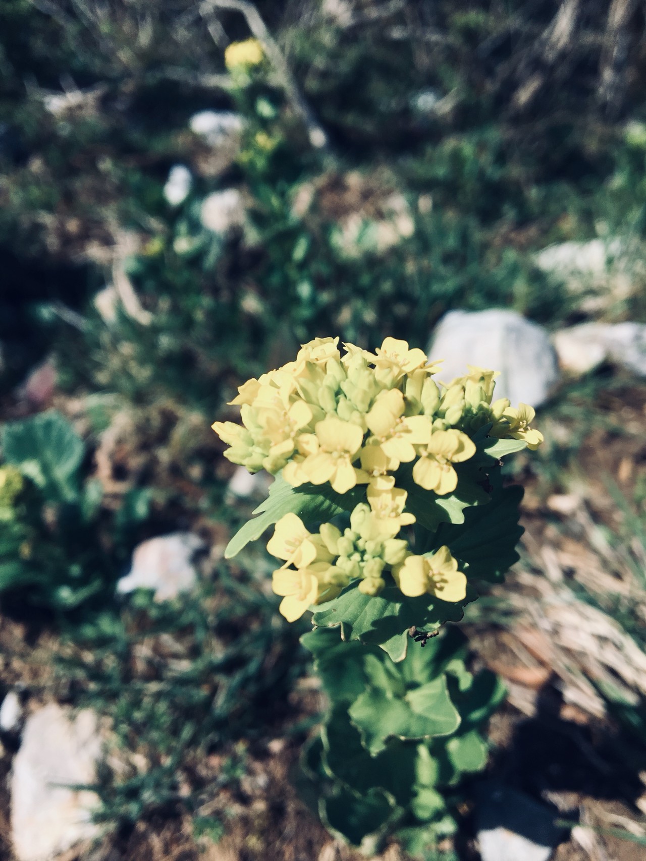 伊吹山 オフィーリアの花輪 を探索 ちうさんの伊吹山 伊吹高原 御座峰の活動データ Yamap ヤマップ
