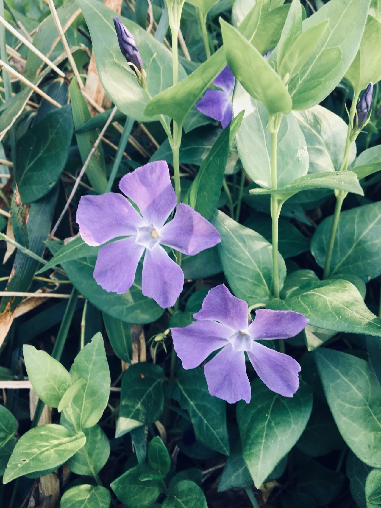 伊吹山 オフィーリアの花輪 を探索 ちうさんの伊吹山 伊吹高原 御座峰の活動データ Yamap ヤマップ
