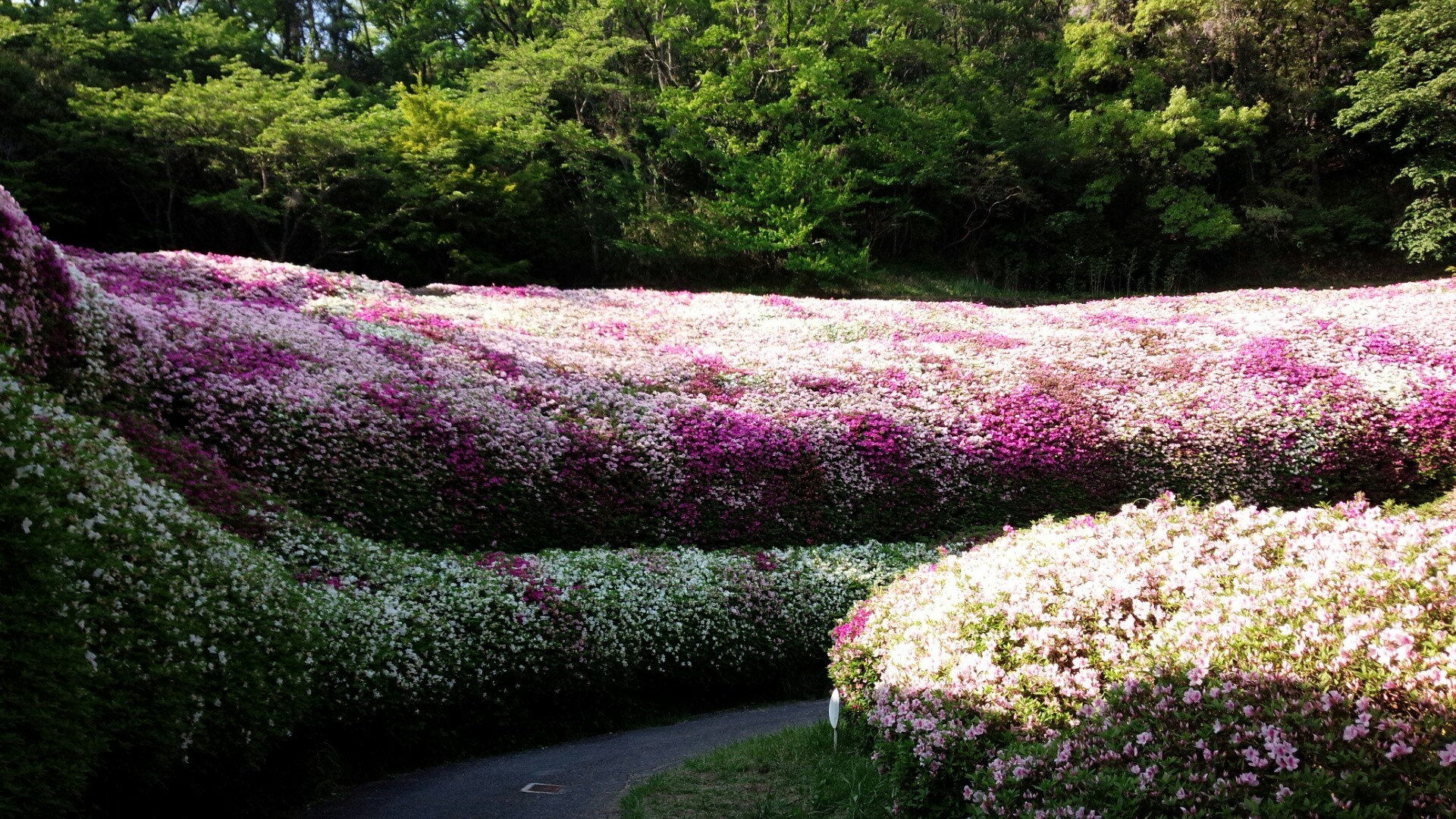 奈良側から生駒大原山522m なるかわ園地のつつじ園に ゆーすさんの生駒山 神津嶽 大原山の活動データ Yamap ヤマップ