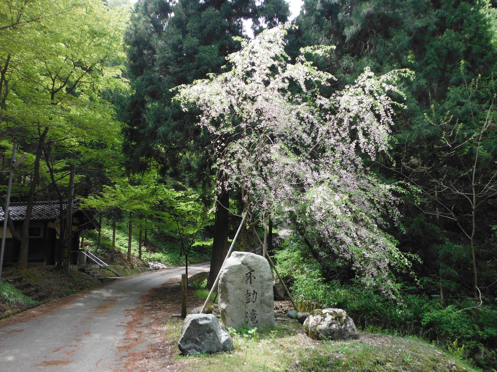 大平山 テンナンショウ属をもとめ よしさんの石動山 七尾城山 碁石ヶ峰の活動データ Yamap ヤマップ
