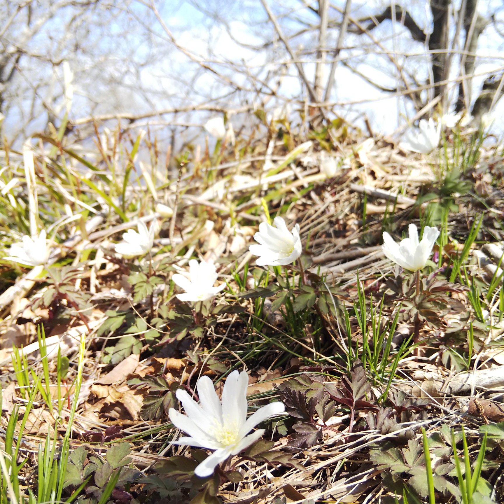 筑波山 春の花巡り 女の川 男の川コース Masamiさんの筑波山の活動データ Yamap ヤマップ
