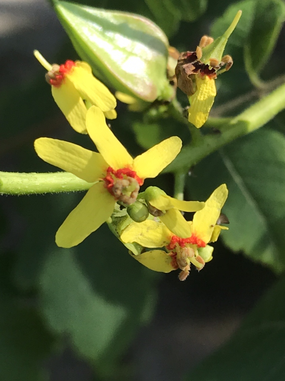 モクゲンジ 木患子 の花 見っけ はっぴいえんどさんのモーメント Yamap ヤマップ