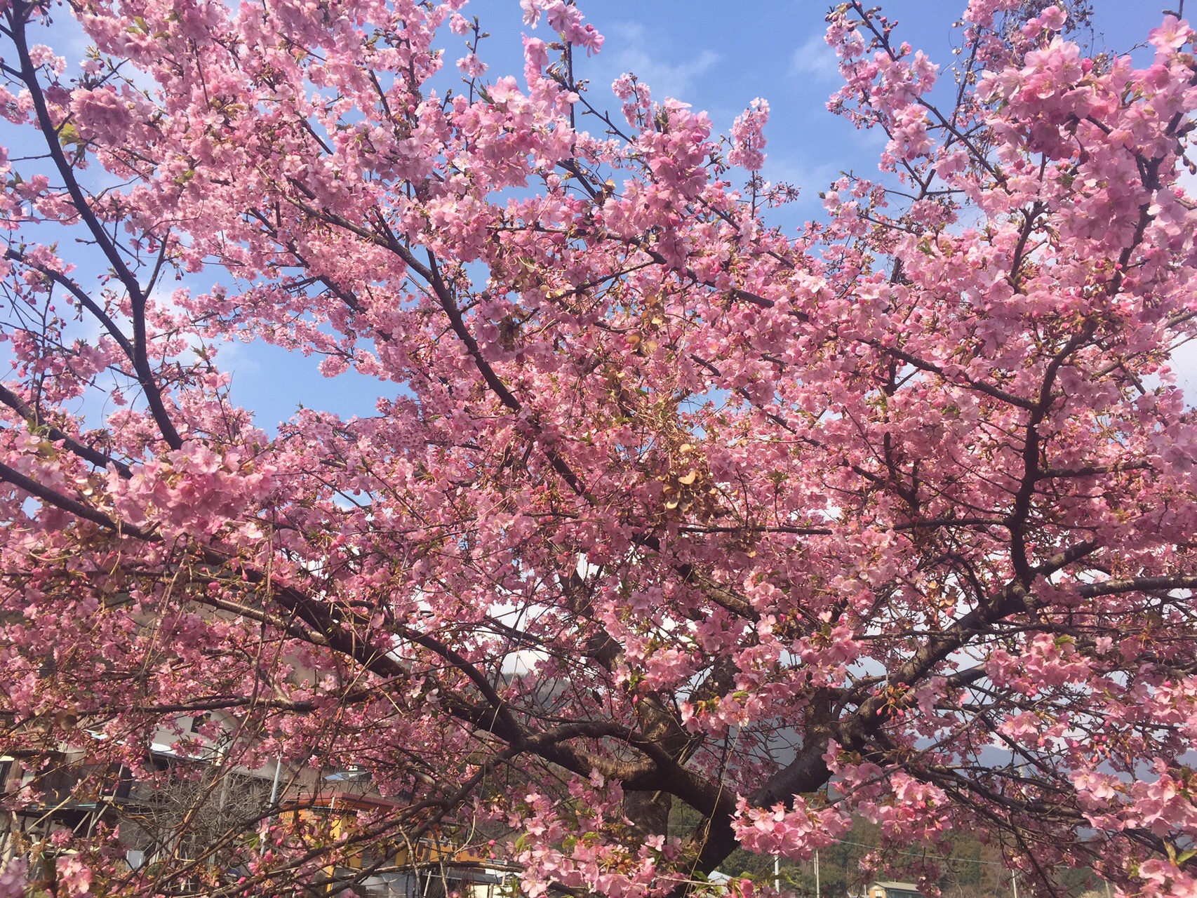 河津桜満開の麓 丹沢 塔ノ岳19 Mametaro Shibaさんの丹沢山の活動データ Yamap ヤマップ