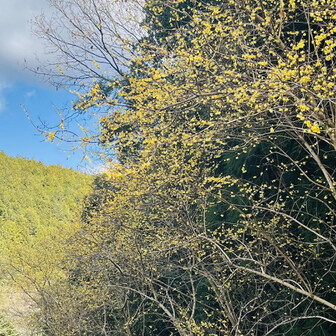 岩湧山・一徳防山・三石山 おー咲いてます♪
甘い香りが漂ってます

枝が暴れていないので地元の方がキチンと手入れしているんだろうなぁ