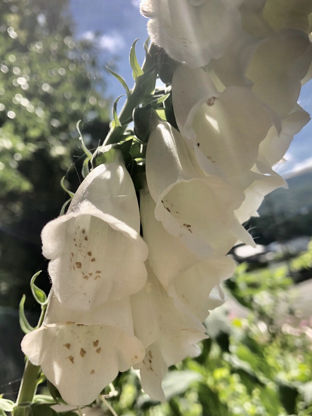 ポンポン山系花綴り 5月 桃色ラインと楊梅山散策 やまたいらさんのポンポン山 釈迦岳 小塩山 若山の活動日記 Yamap ヤマップ