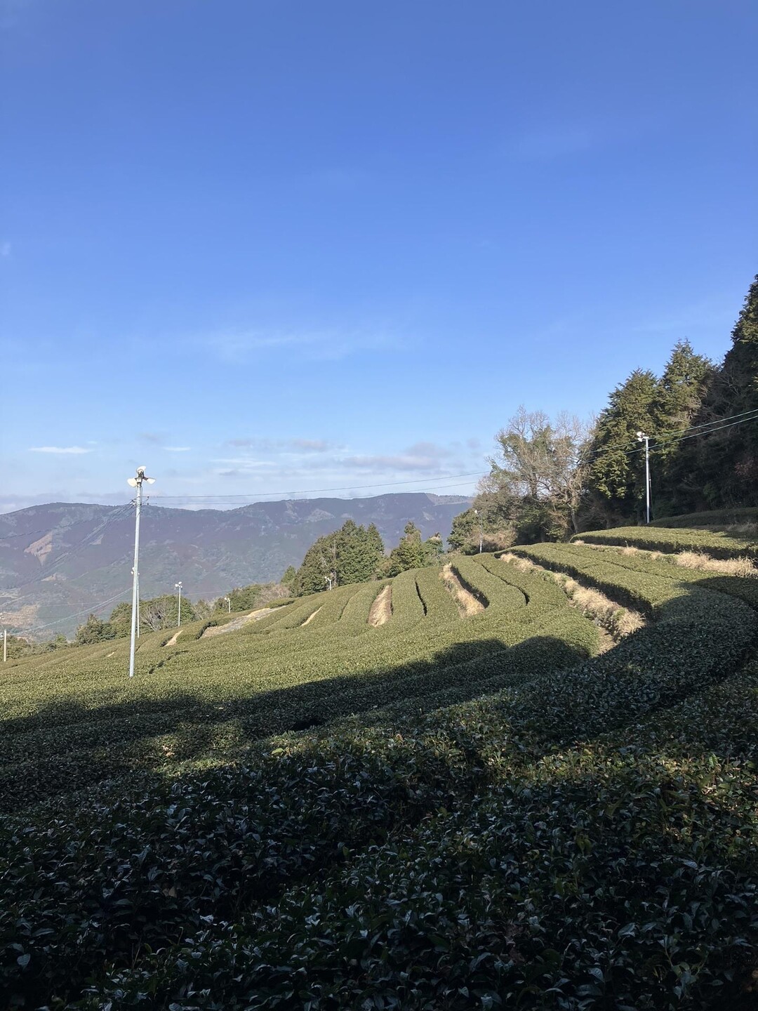 三人で行こう。茶園からニードル周 …