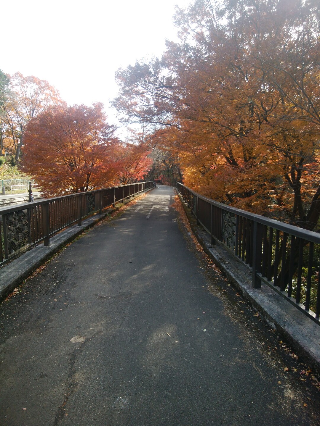 八国山 織部さんの所沢市の活動日記 Yamap ヤマップ