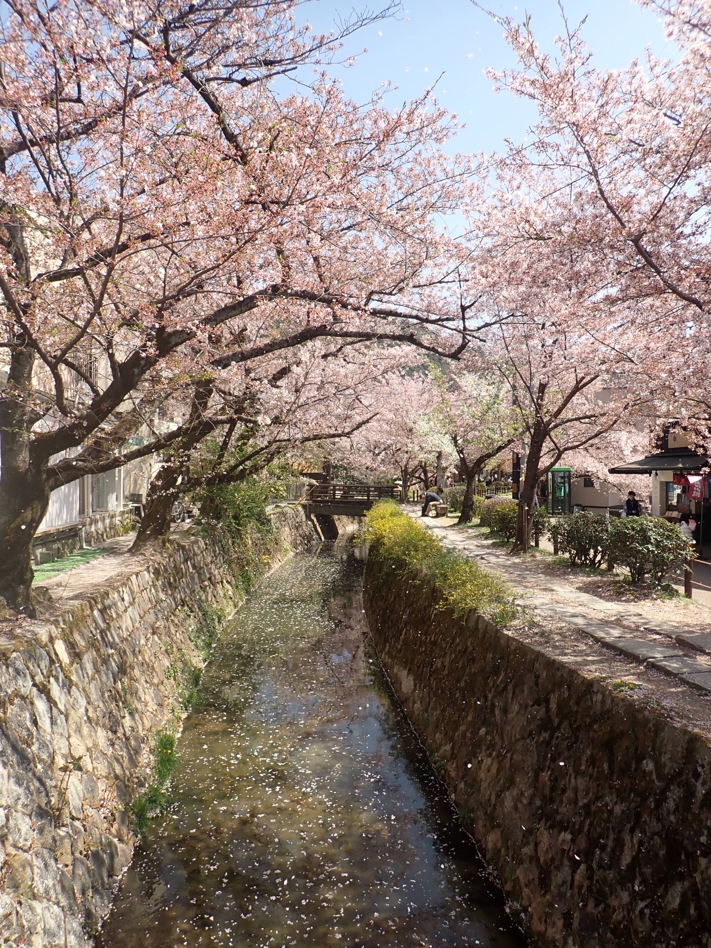 京都 大文字山 桜舞い散る哲学の道 ユキsunさんの大文字山 如意ヶ嶽 稲荷山の活動データ Yamap ヤマップ