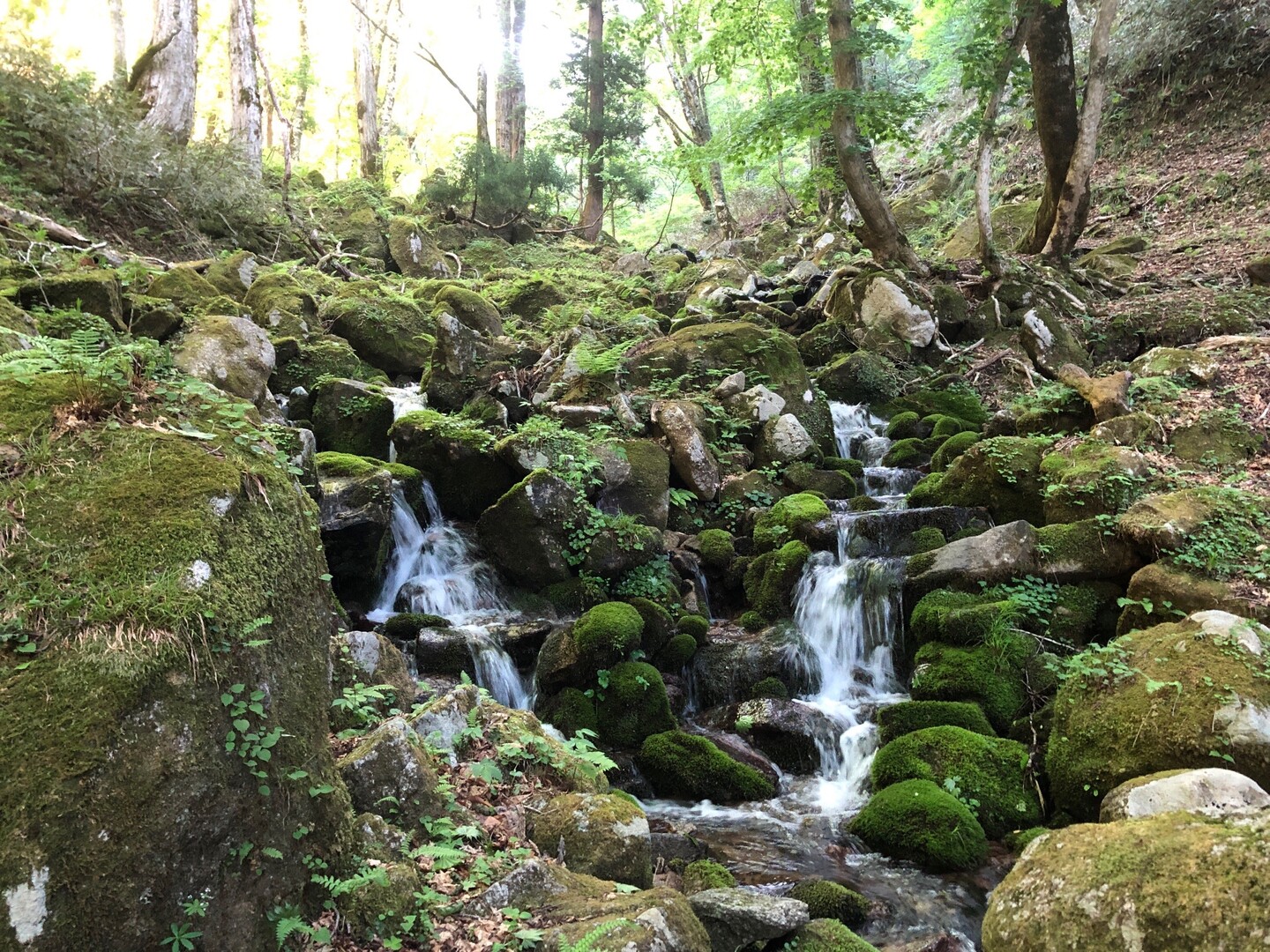 若杉原生林（若杉天然林） / 阿炎錦さんの沖ノ山・若杉原生林（若杉天然林）の活動データ YAMAP / ヤマップ