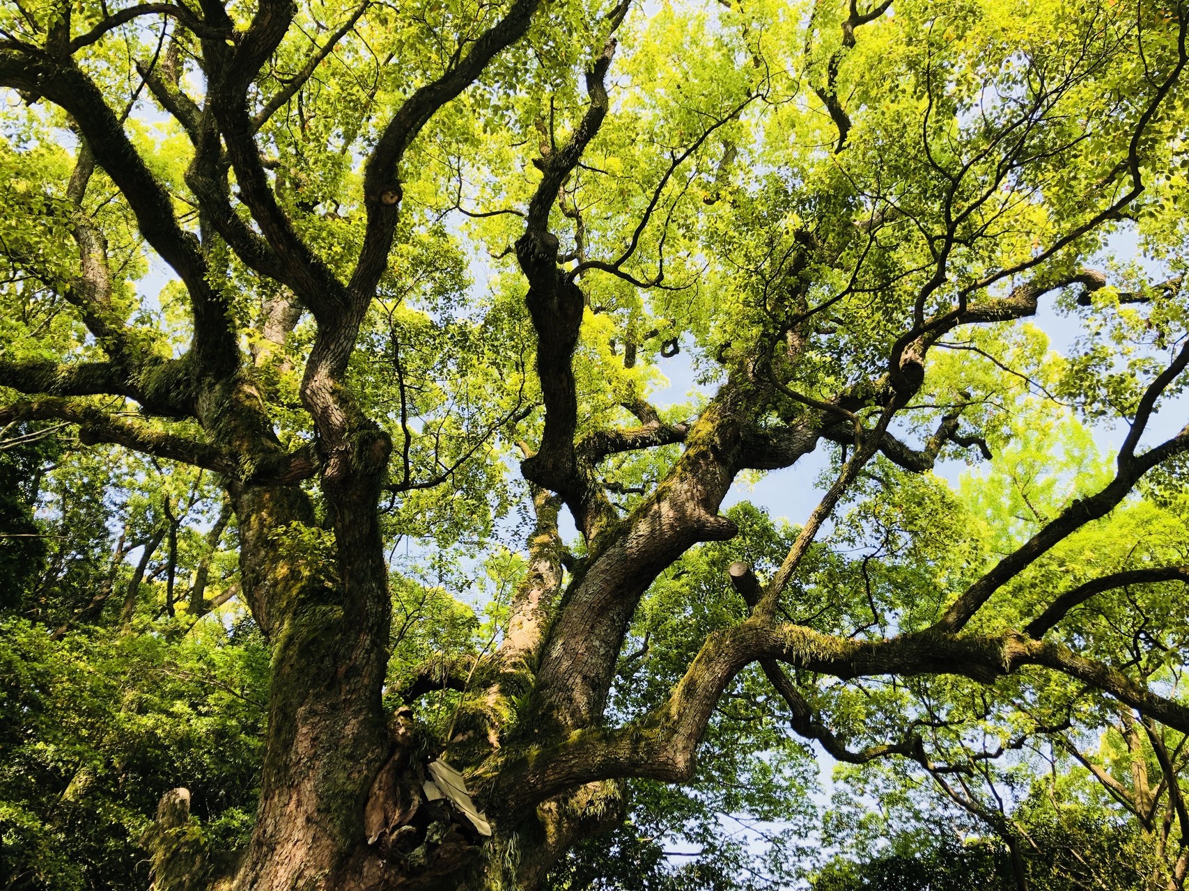 熱田神宮 熱田神宮公園周辺 モニカさんの東海道五十三次 宮宿 桑名宿 の活動データ Yamap ヤマップ