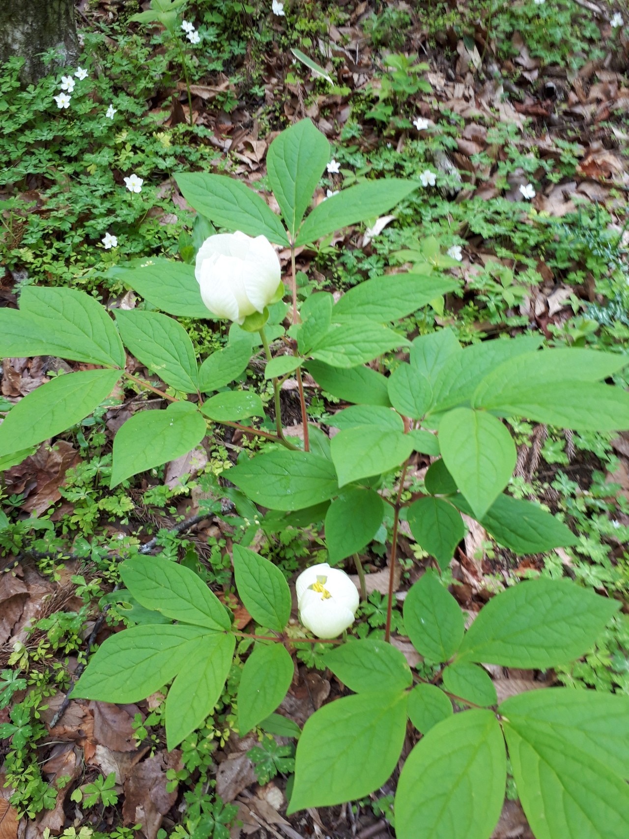 金剛山のヤマシャクヤクと山キジ べーやんさんの金剛山 二上山 大和葛城山の活動データ Yamap ヤマップ