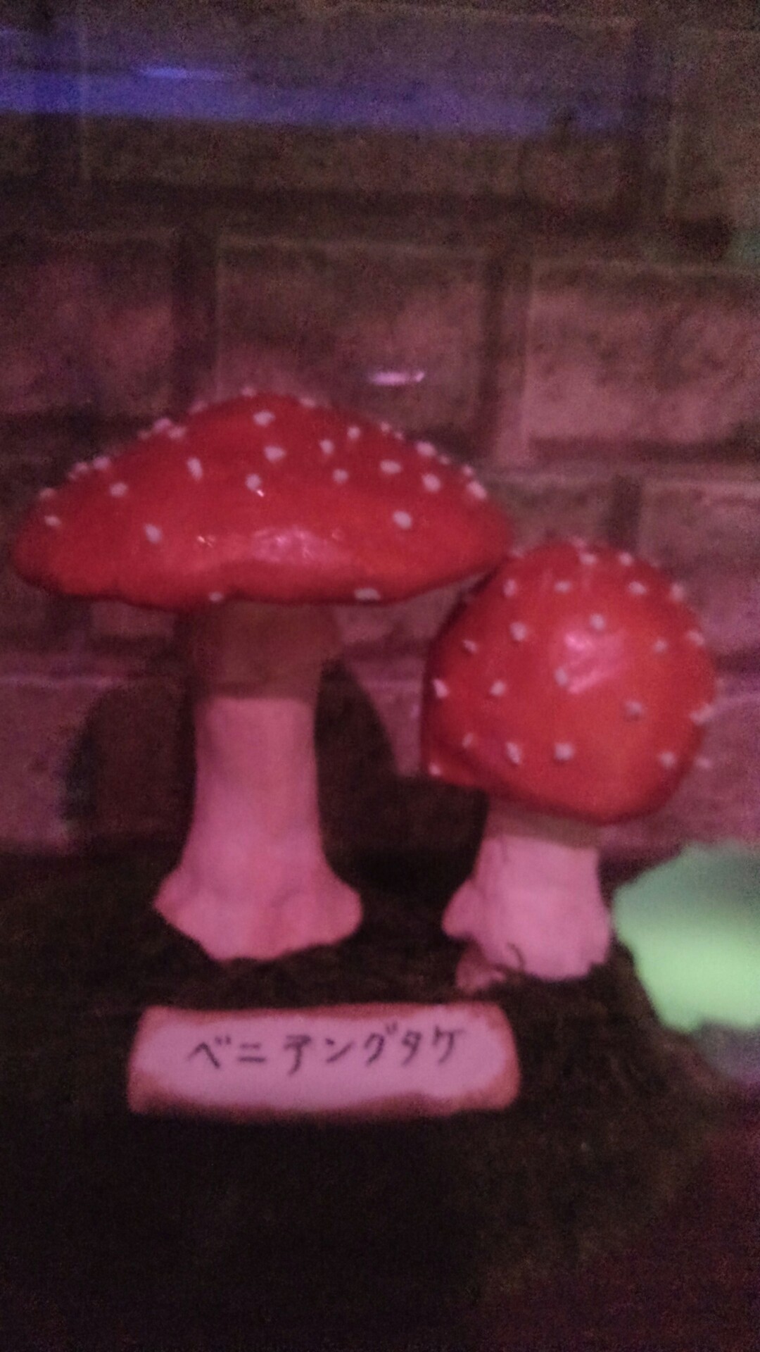 猛毒展2 えんぴさんの 公式 福岡市 防災情報含む の活動日記 Yamap ヤマップ