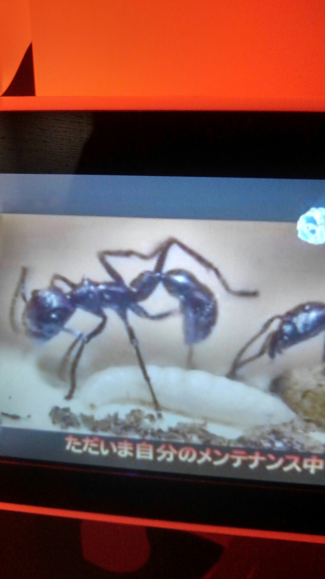 猛毒展2 えんぴさんの 公式 福岡市 防災情報含む の活動日記 Yamap ヤマップ