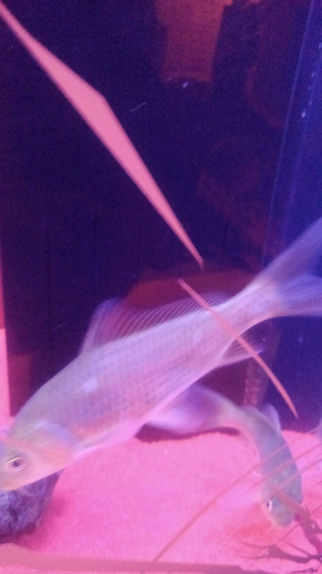 猛毒展2 えんぴさんの 公式 福岡市 防災情報含む の活動日記 Yamap ヤマップ