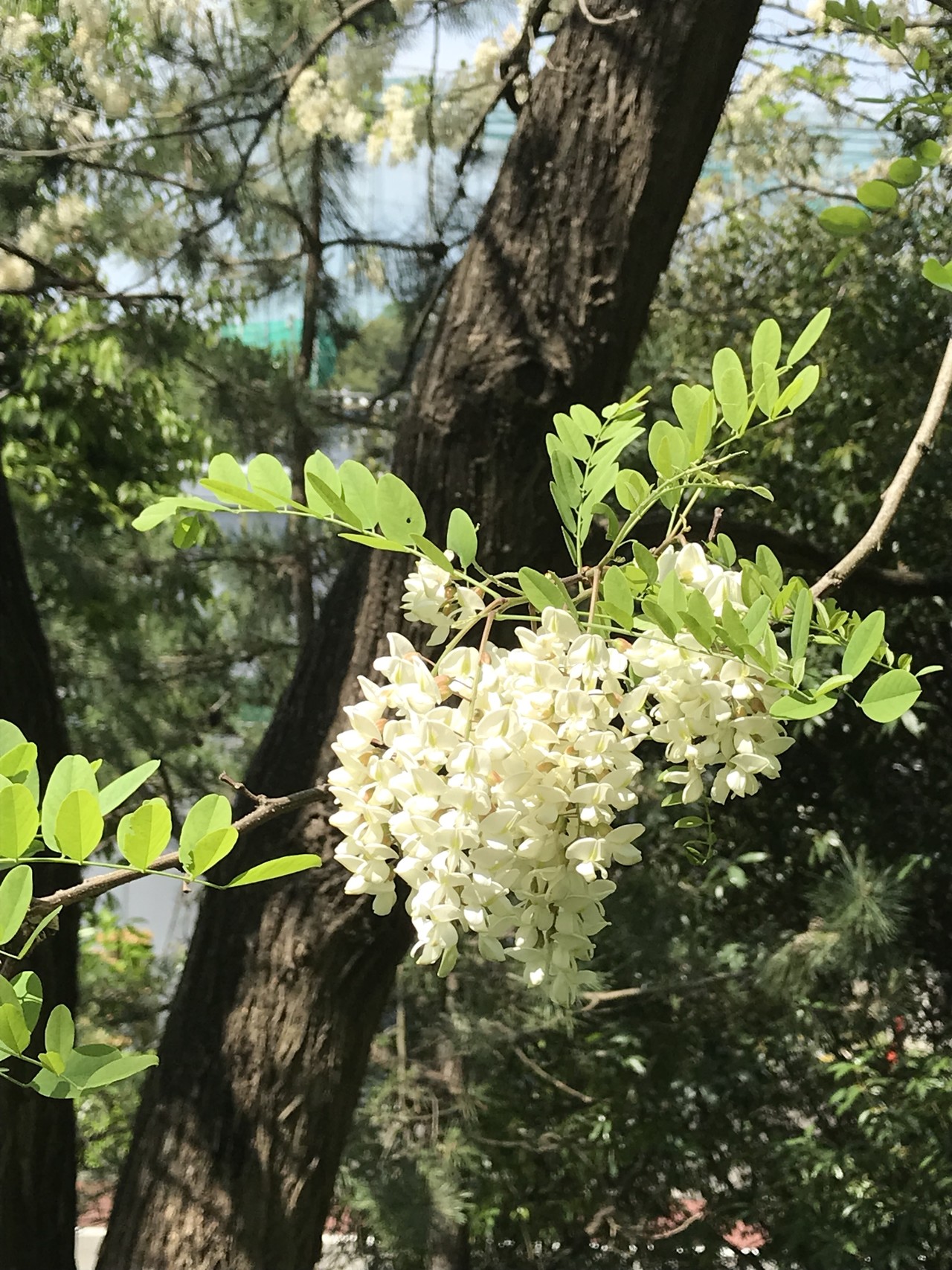 キンランの花咲くよこやまの道 ずおずおむさんの多摩市の活動日記 Yamap ヤマップ
