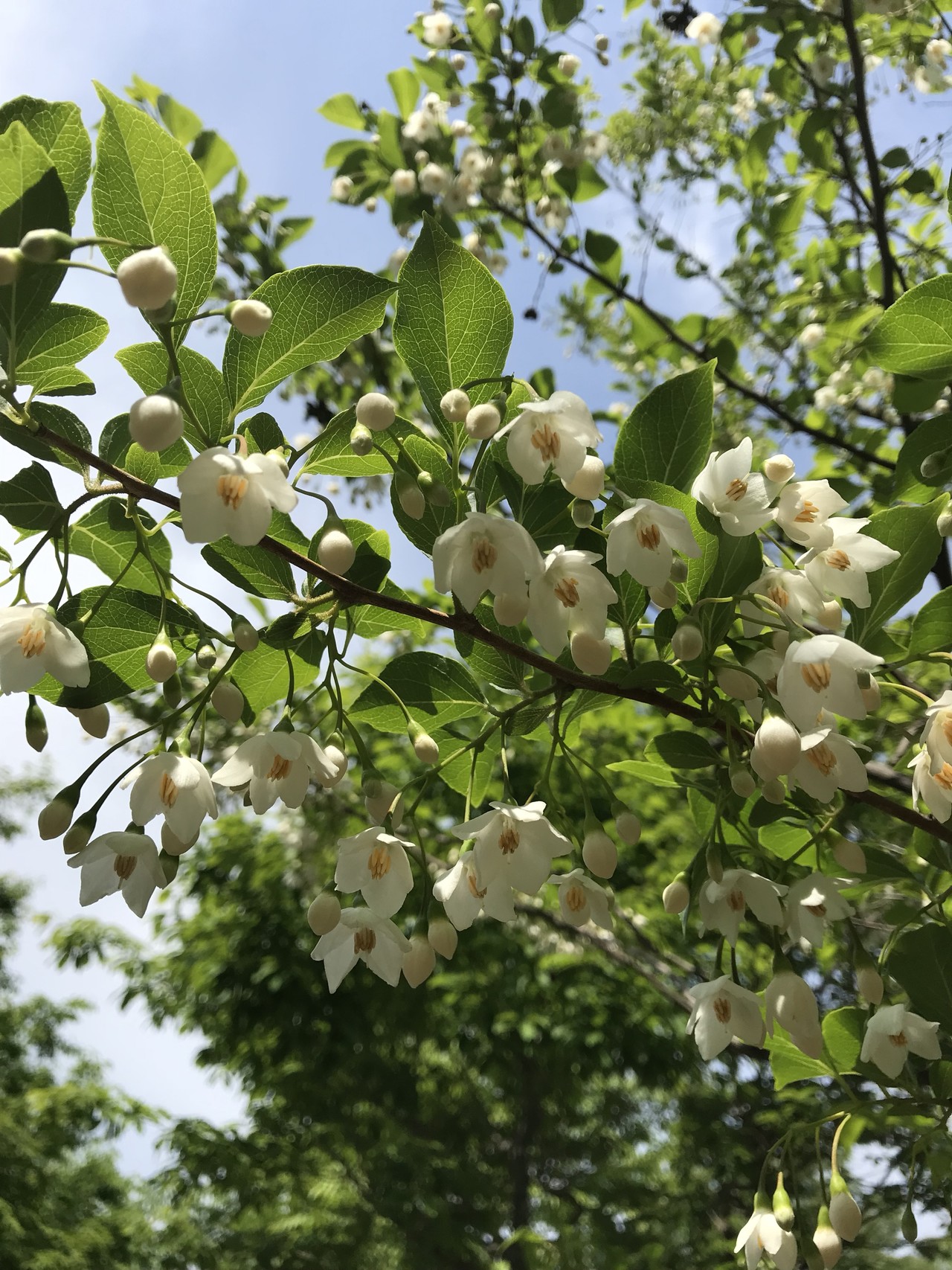 キンランの花咲くよこやまの道 ずおずおむさんの多摩 よこやまの道の活動日記 Yamap ヤマップ