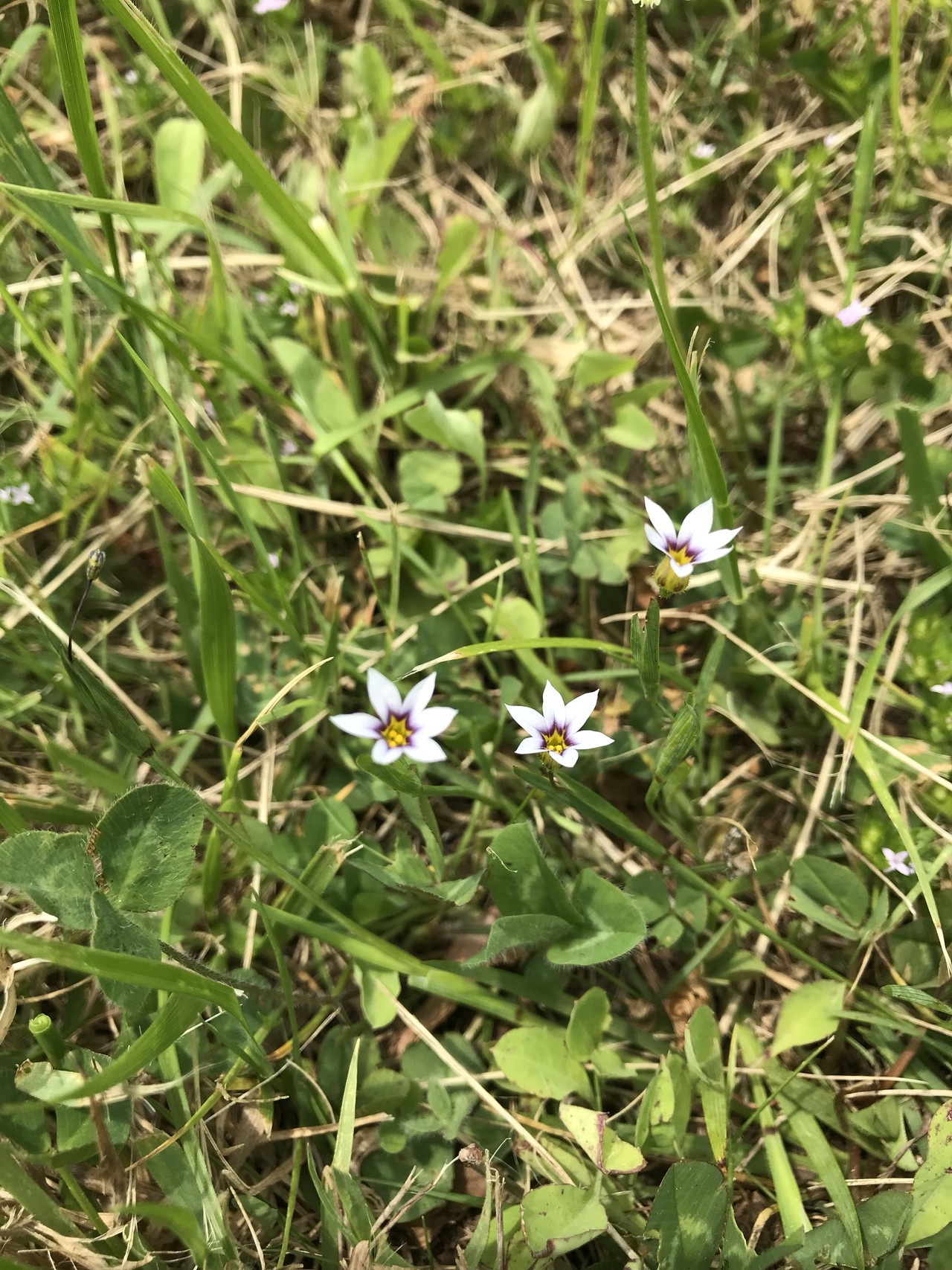 キンランの花咲くよこやまの道 ずおずおむさんの多摩市の活動日記 Yamap ヤマップ
