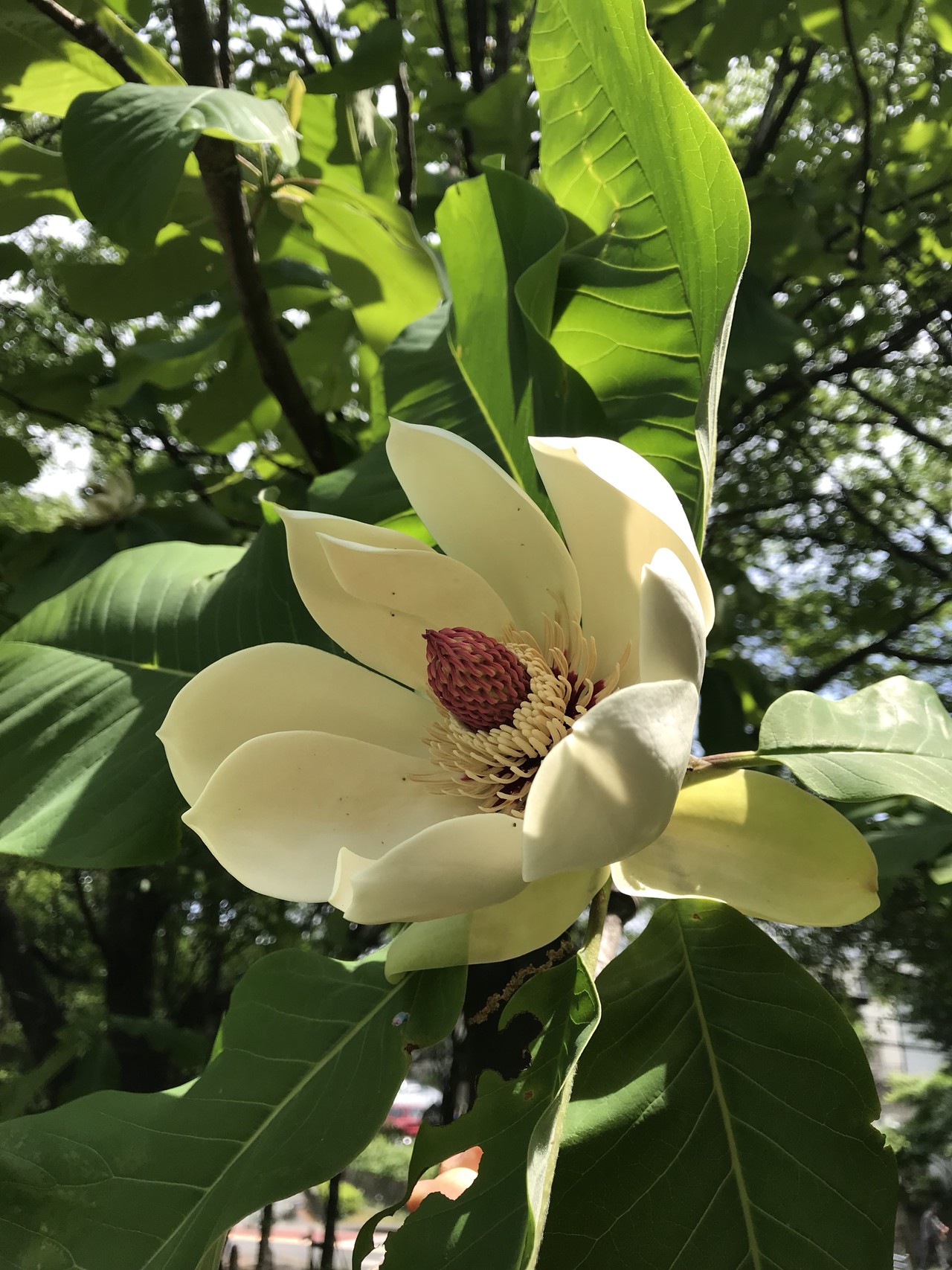 キンランの花咲くよこやまの道 ずおずおむさんの多摩 よこやまの道の活動日記 Yamap ヤマップ