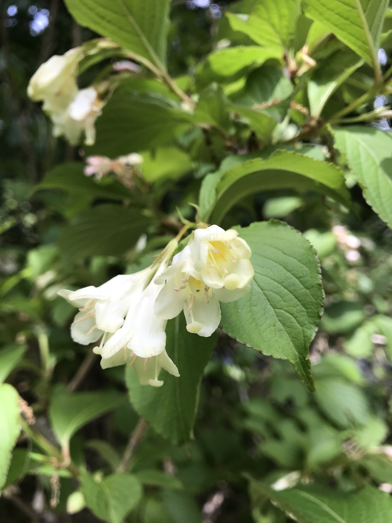 キンランの花咲くよこやまの道 ずおずおむさんの多摩 よこやまの道の活動日記 Yamap ヤマップ