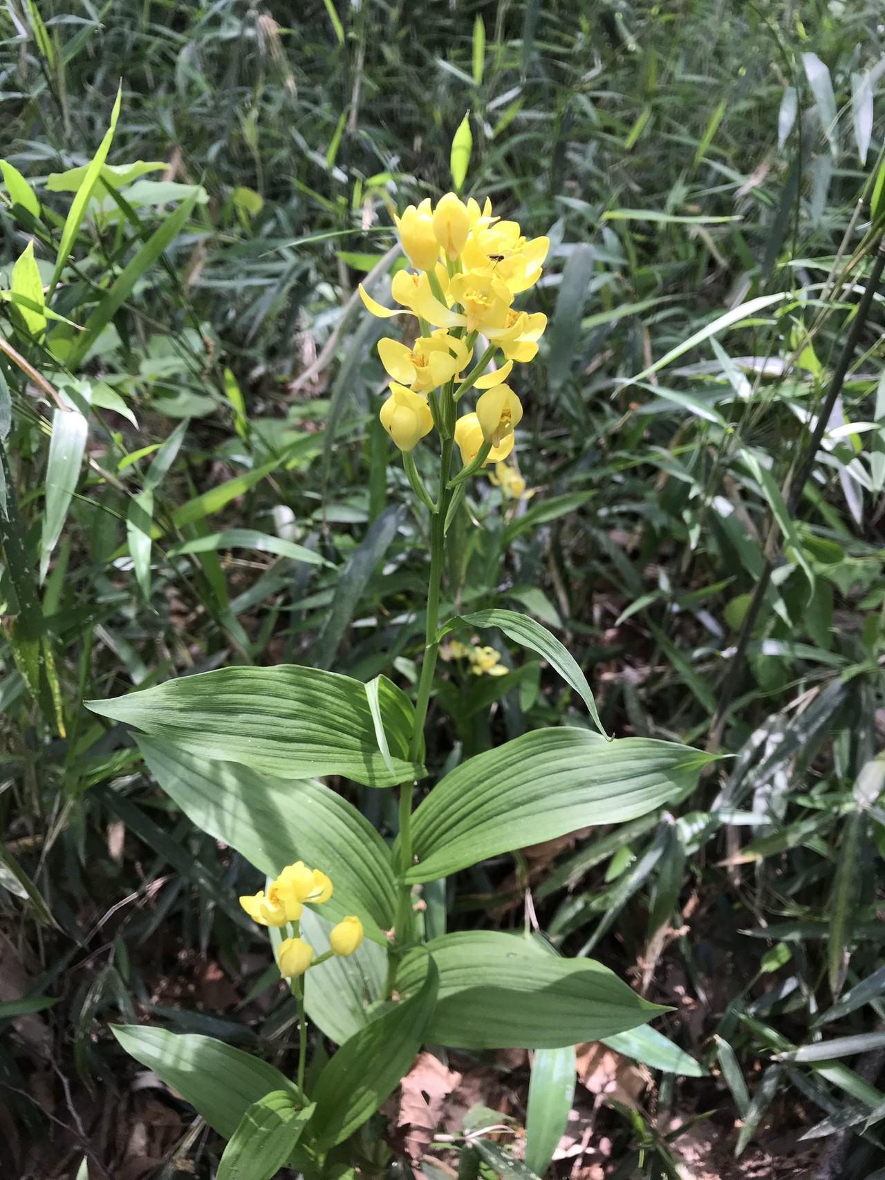 キンランの花咲くよこやまの道 ずおずおむさんの多摩市の活動日記 Yamap ヤマップ