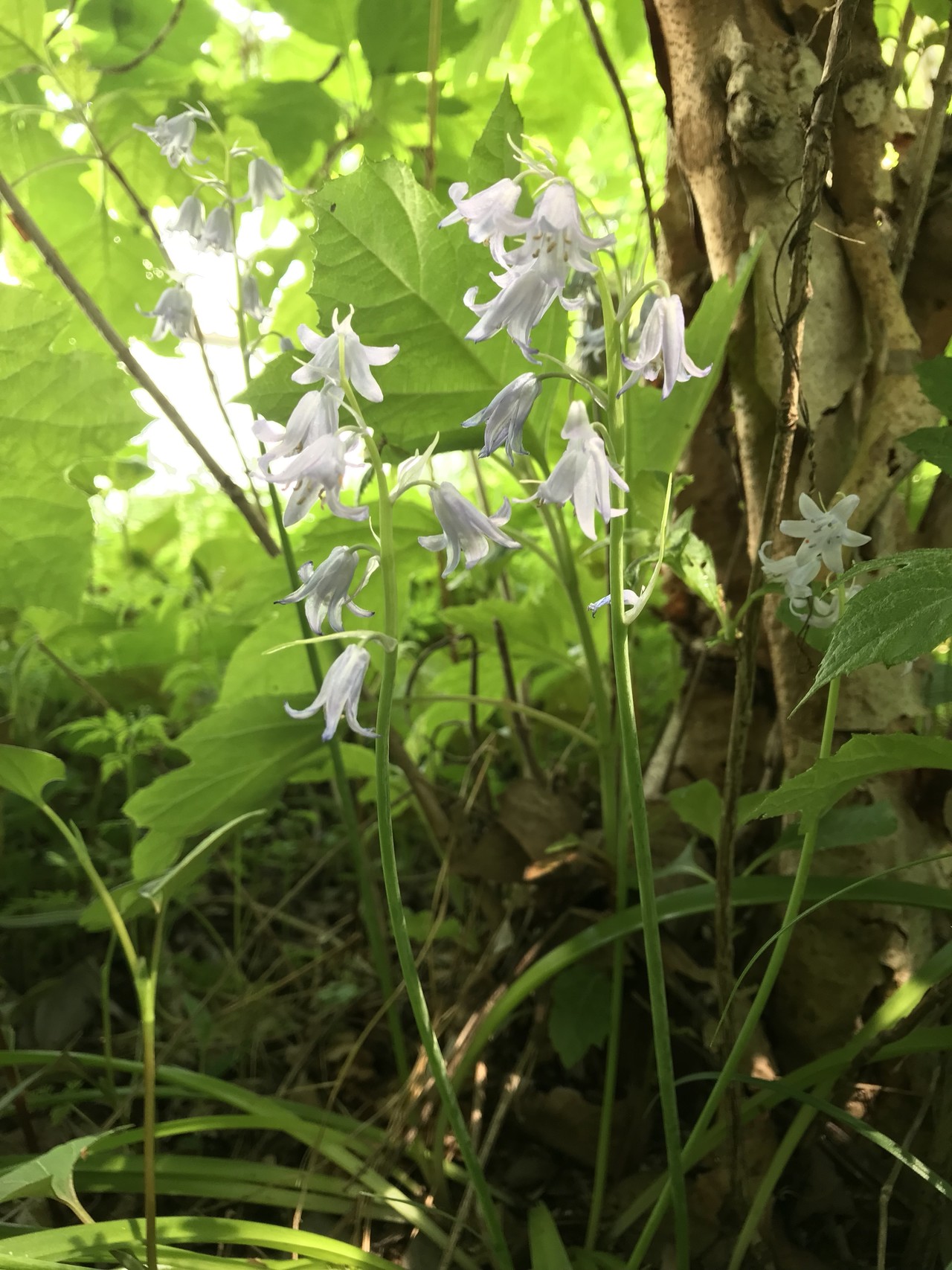 キンランの花咲くよこやまの道 ずおずおむさんの多摩市の活動日記 Yamap ヤマップ